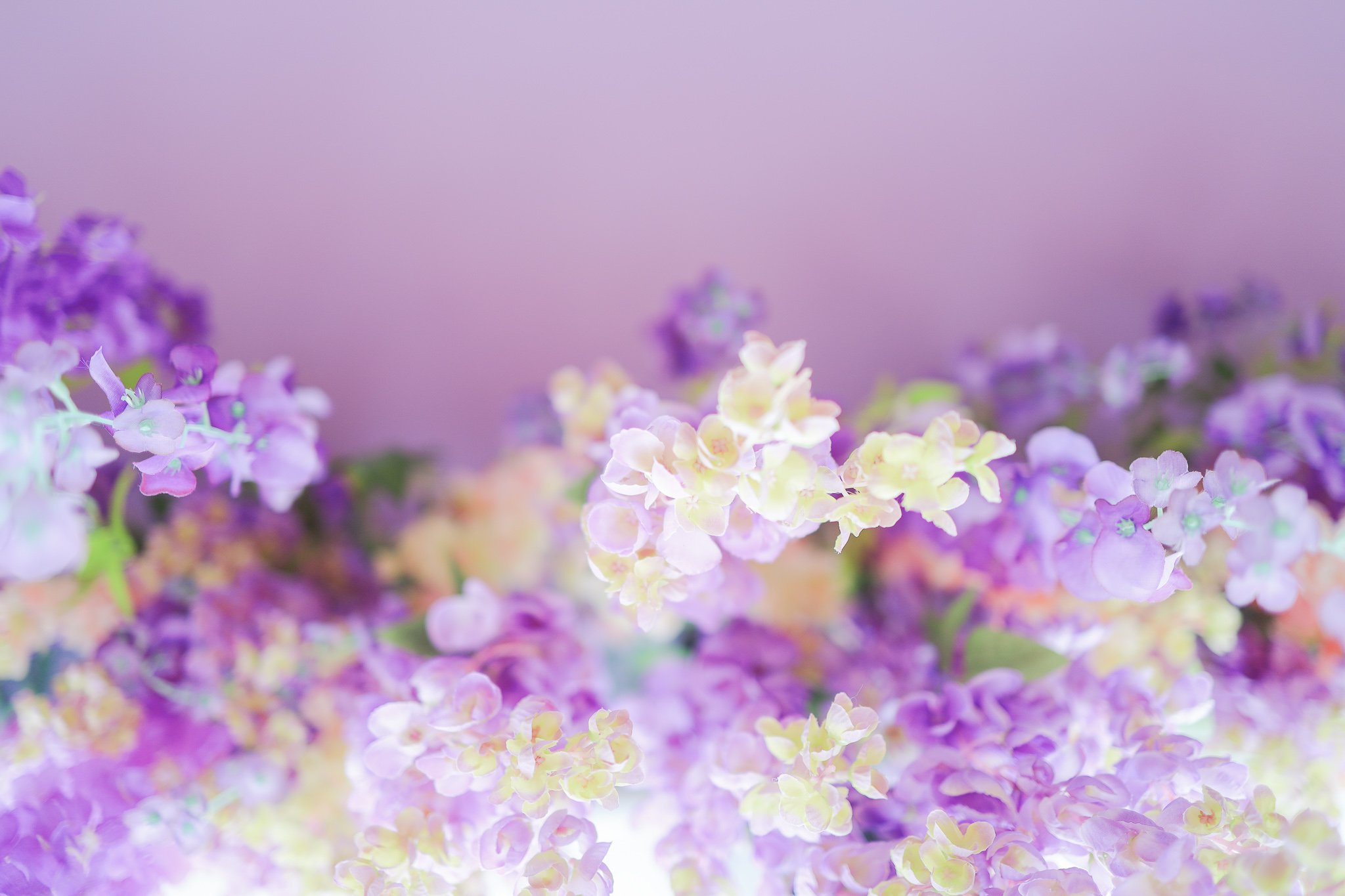 紫色の小花